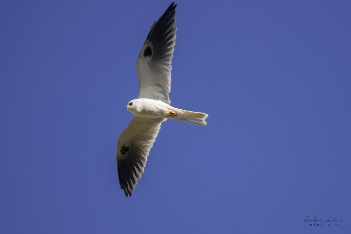 White-tailed Kite - Arnulfo López