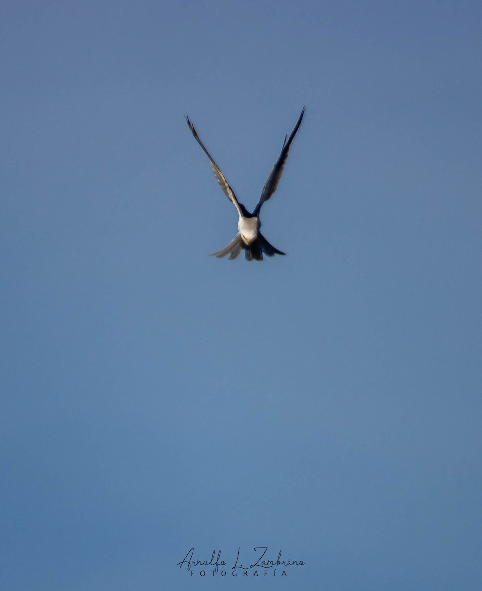 White-tailed Kite - ML618306240