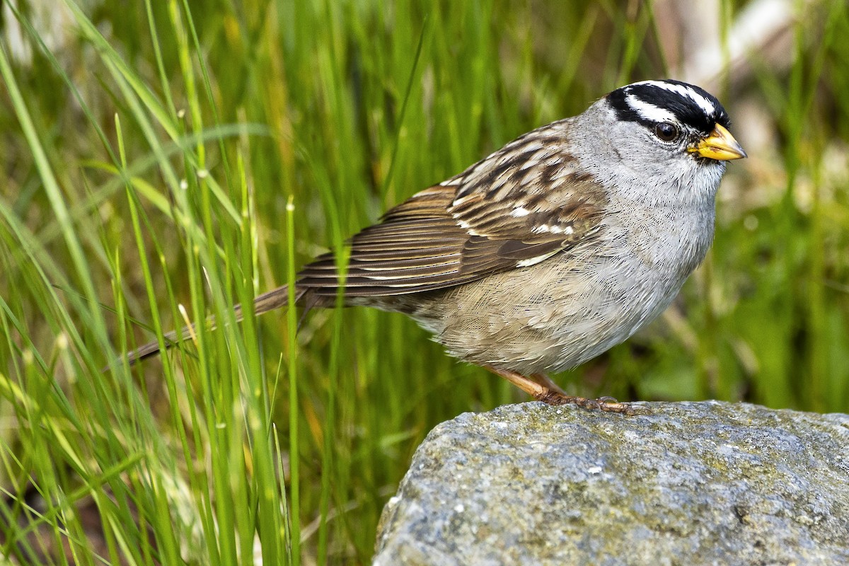 White-crowned Sparrow - ML618306270