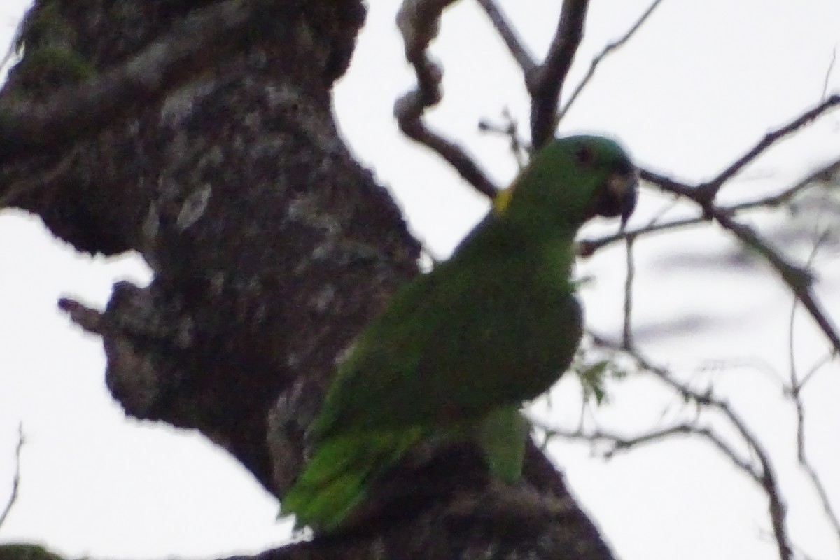 Yellow-naped Parrot - ML618306289