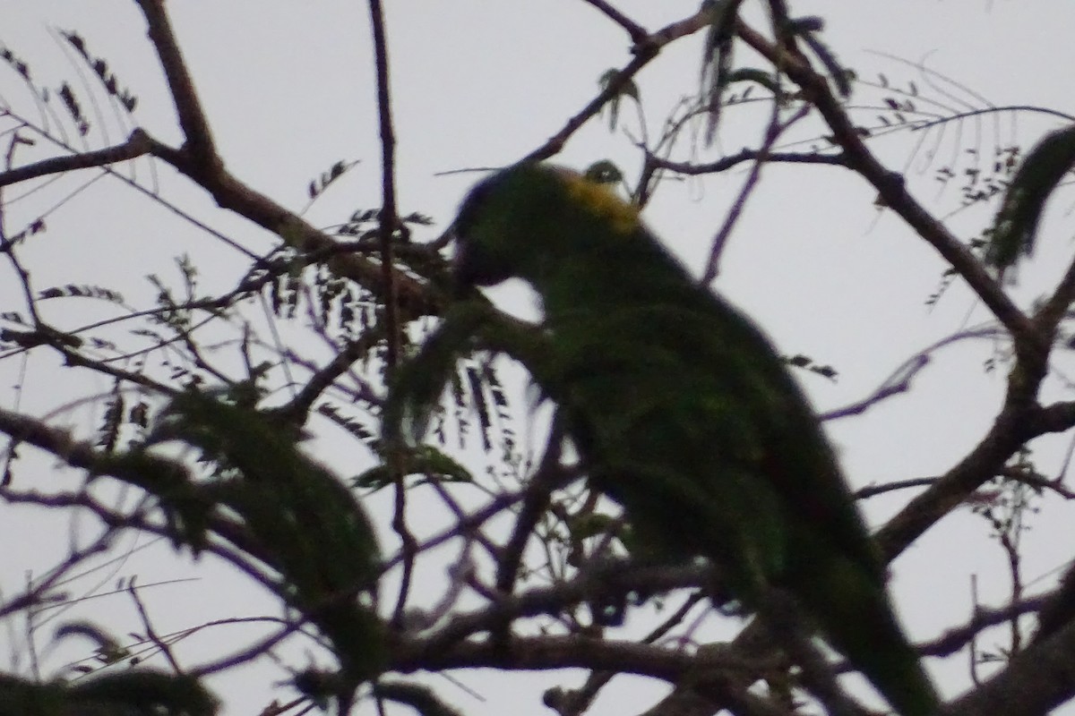 Yellow-naped Parrot - Benjamin Sweeney