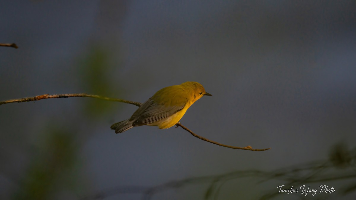 Prothonotary Warbler - ML618306291