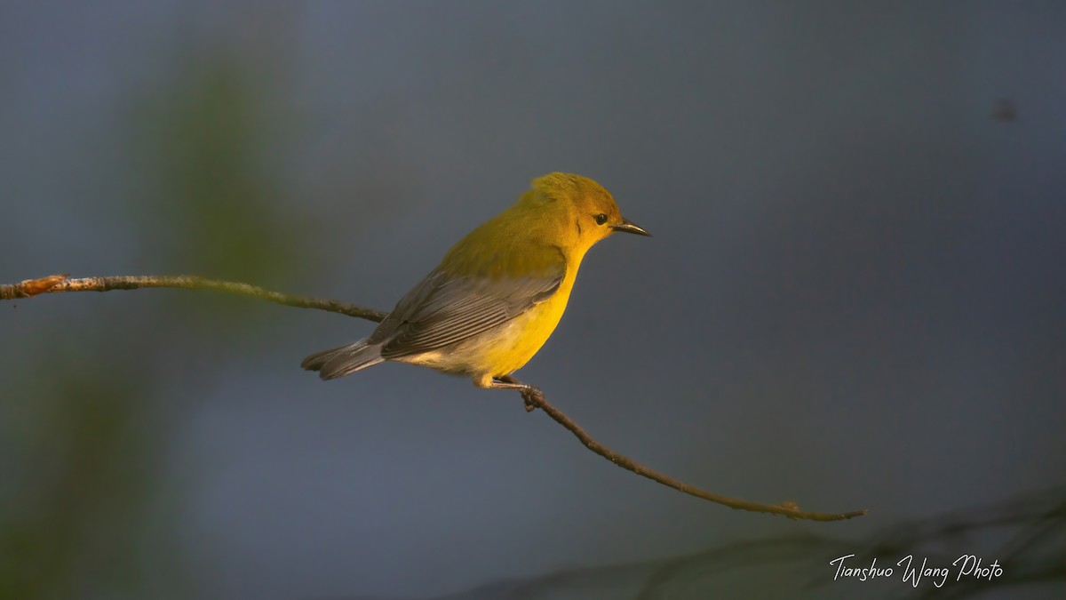 Prothonotary Warbler - ML618306293
