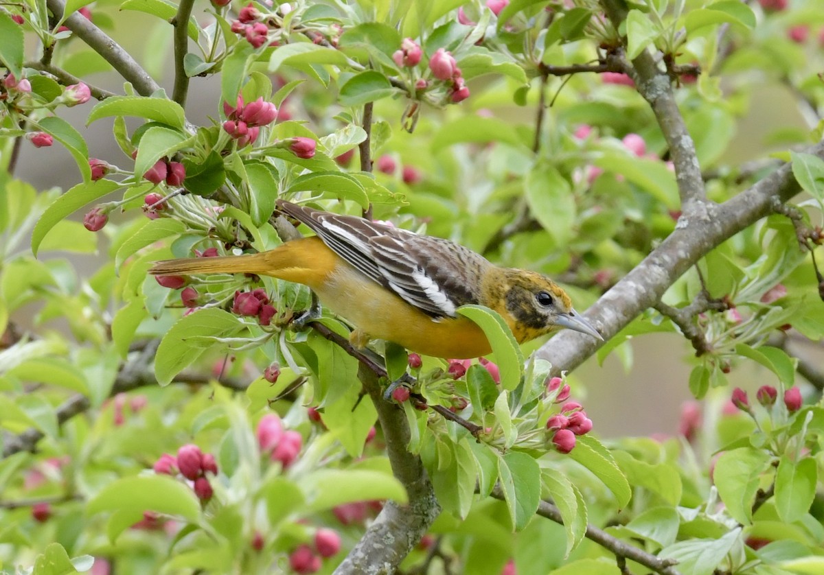 Baltimore Oriole - Christopher Veale