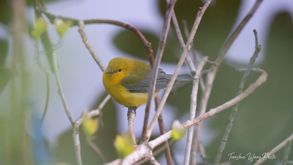 Prothonotary Warbler - ML618306302