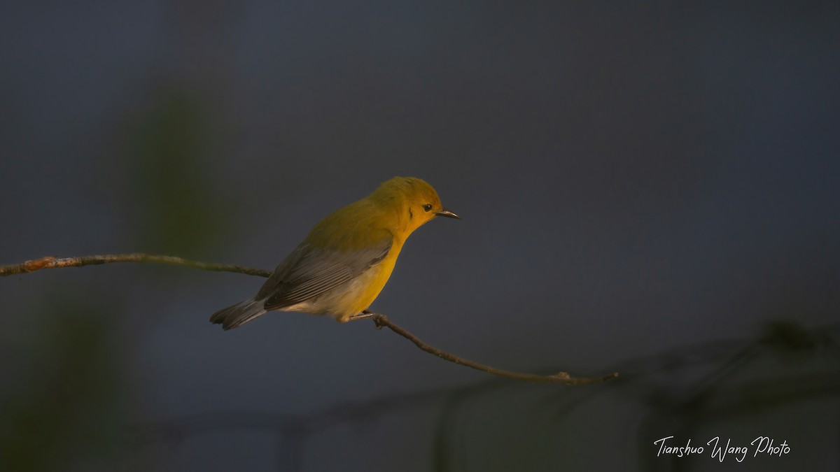 Prothonotary Warbler - ML618306303