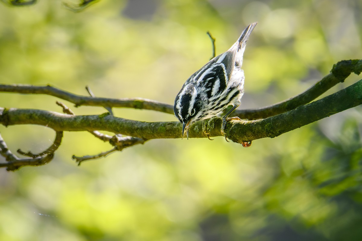 Black-and-white Warbler - ML618306304