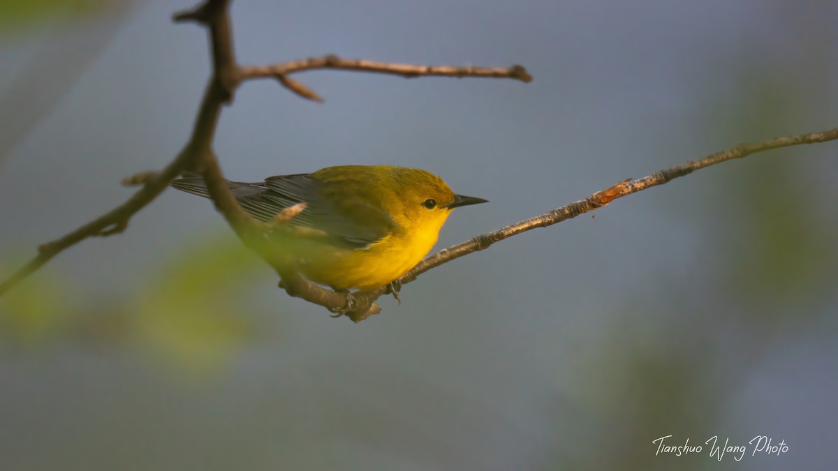 Prothonotary Warbler - ML618306305