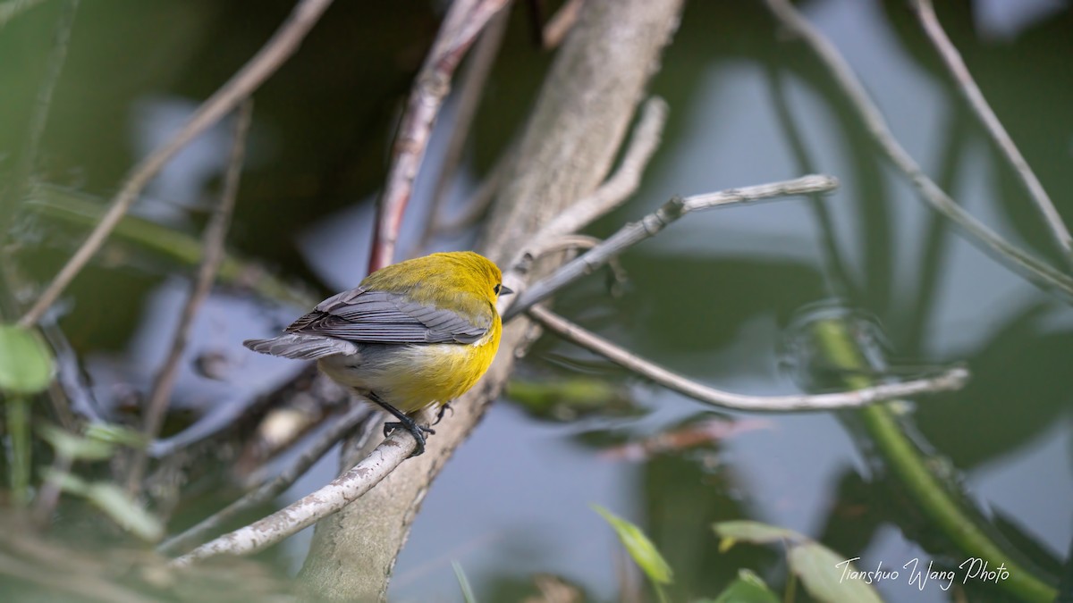 Prothonotary Warbler - ML618306306