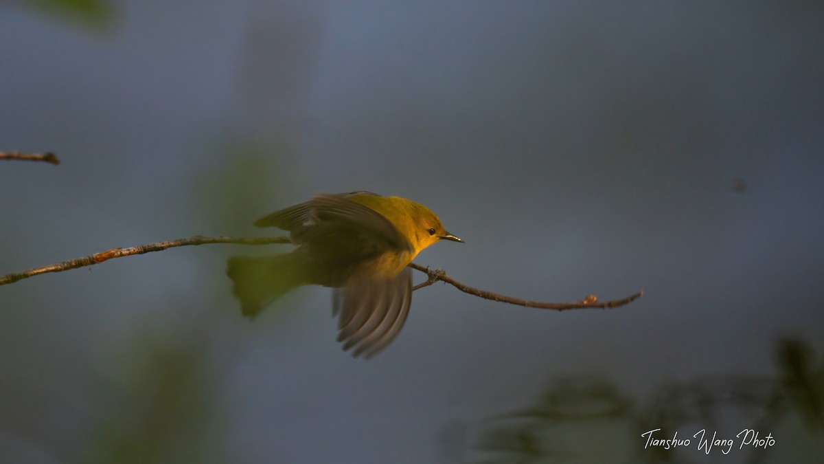 Prothonotary Warbler - ML618306307