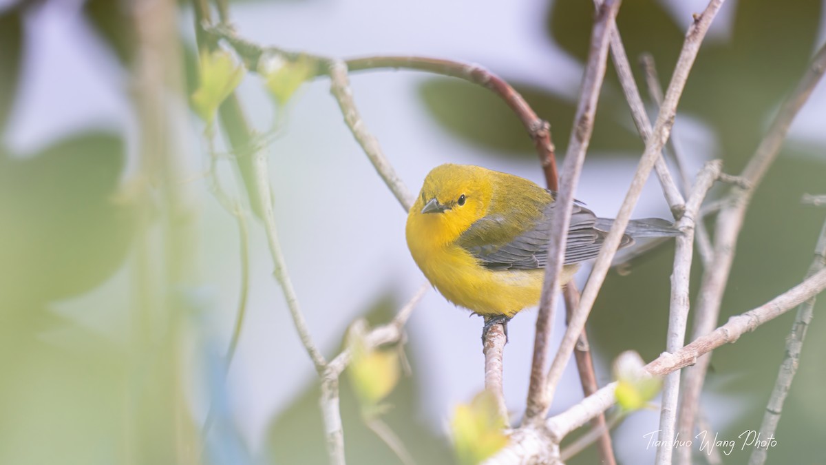 Prothonotary Warbler - ML618306310