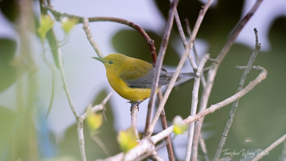 Prothonotary Warbler - ML618306311