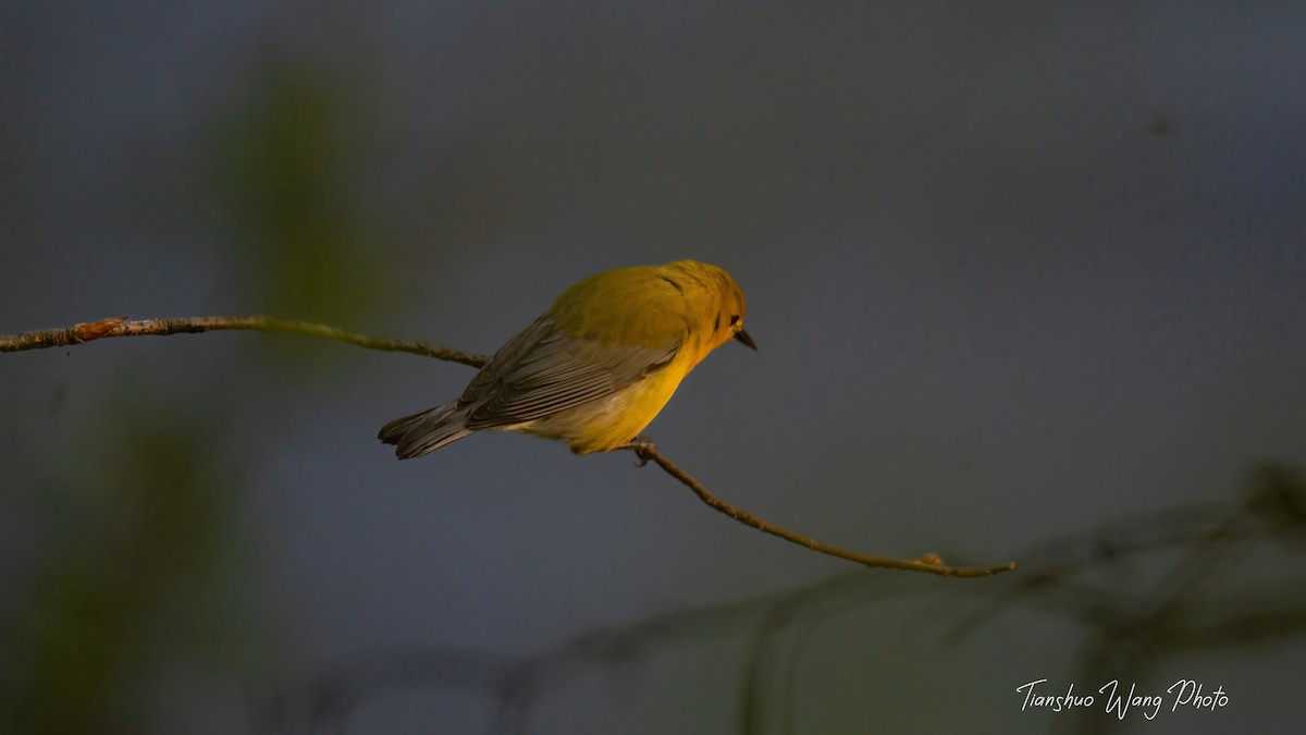 Prothonotary Warbler - ML618306313