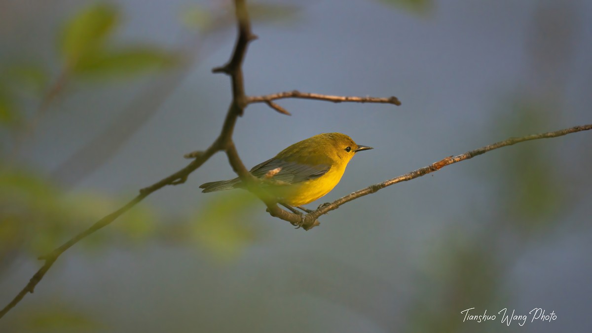 Prothonotary Warbler - ML618306317