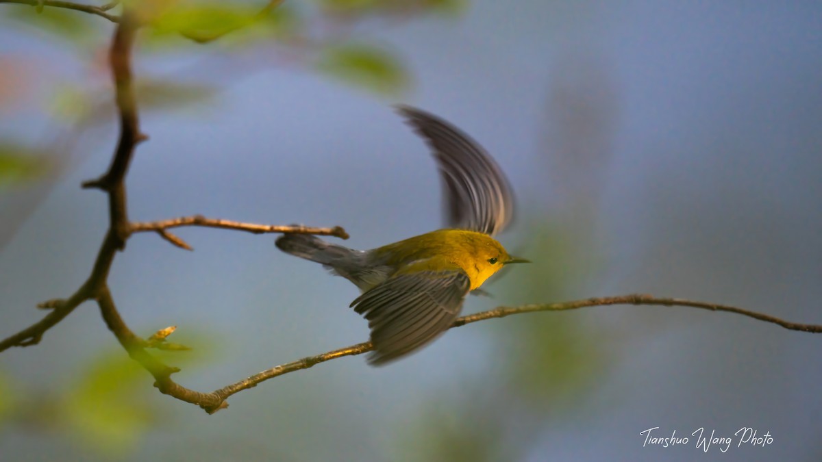 Prothonotary Warbler - Tianshuo Wang
