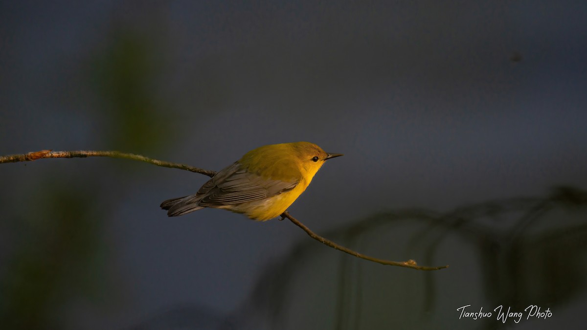 Prothonotary Warbler - ML618306319