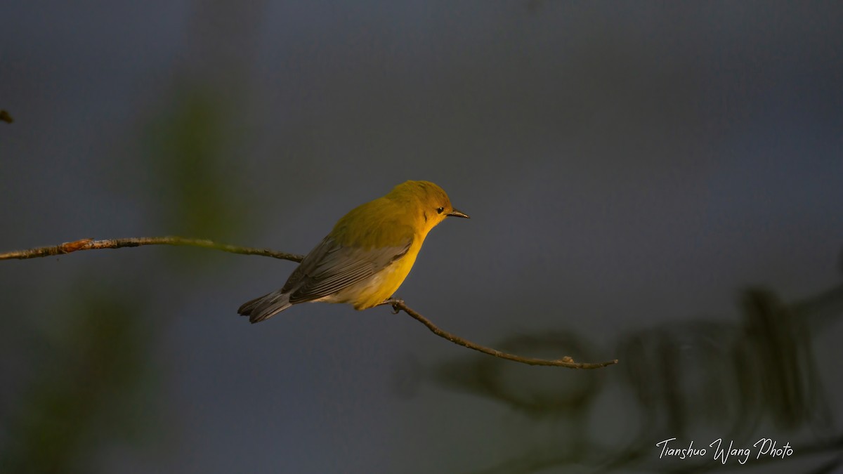 Prothonotary Warbler - Tianshuo Wang