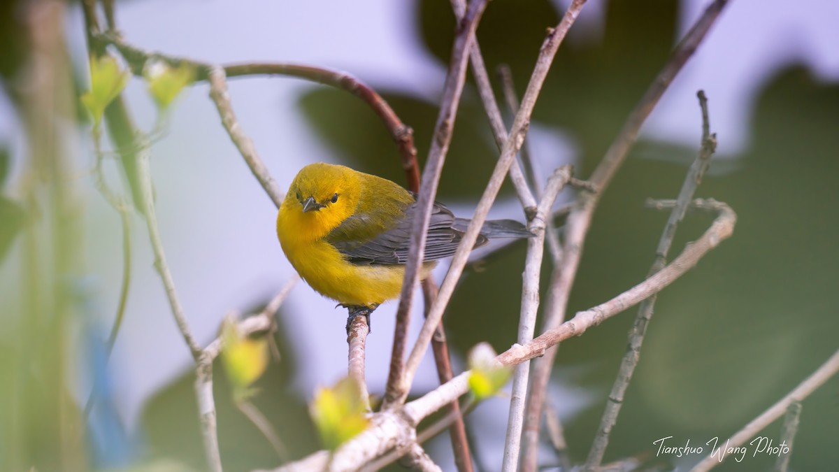 Prothonotary Warbler - ML618306321