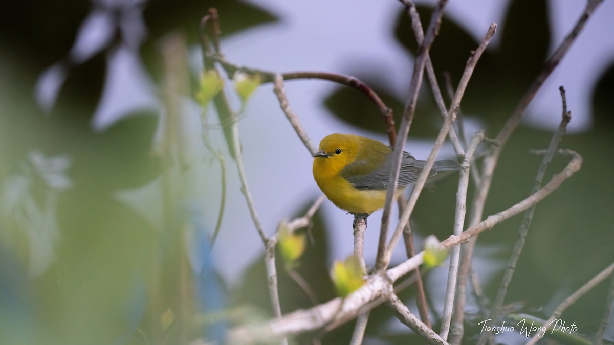 Prothonotary Warbler - ML618306323