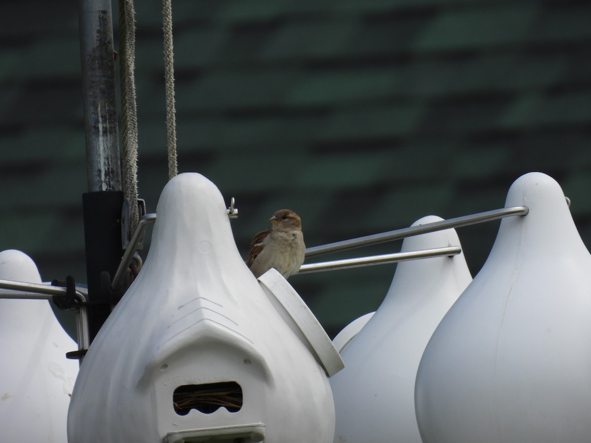 House Sparrow - ML618306332
