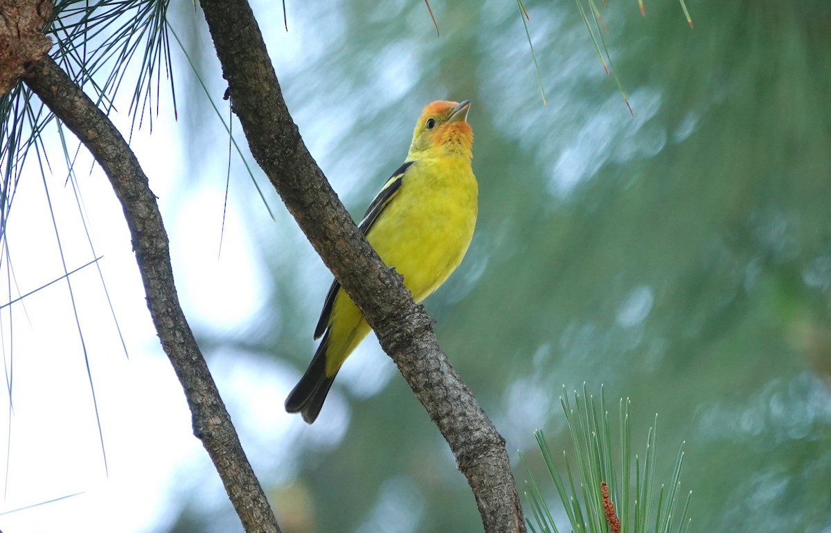 Western Tanager - ML618306344