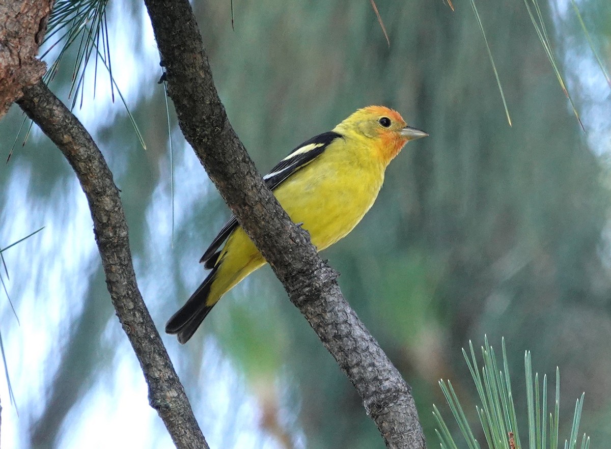 Western Tanager - ML618306346
