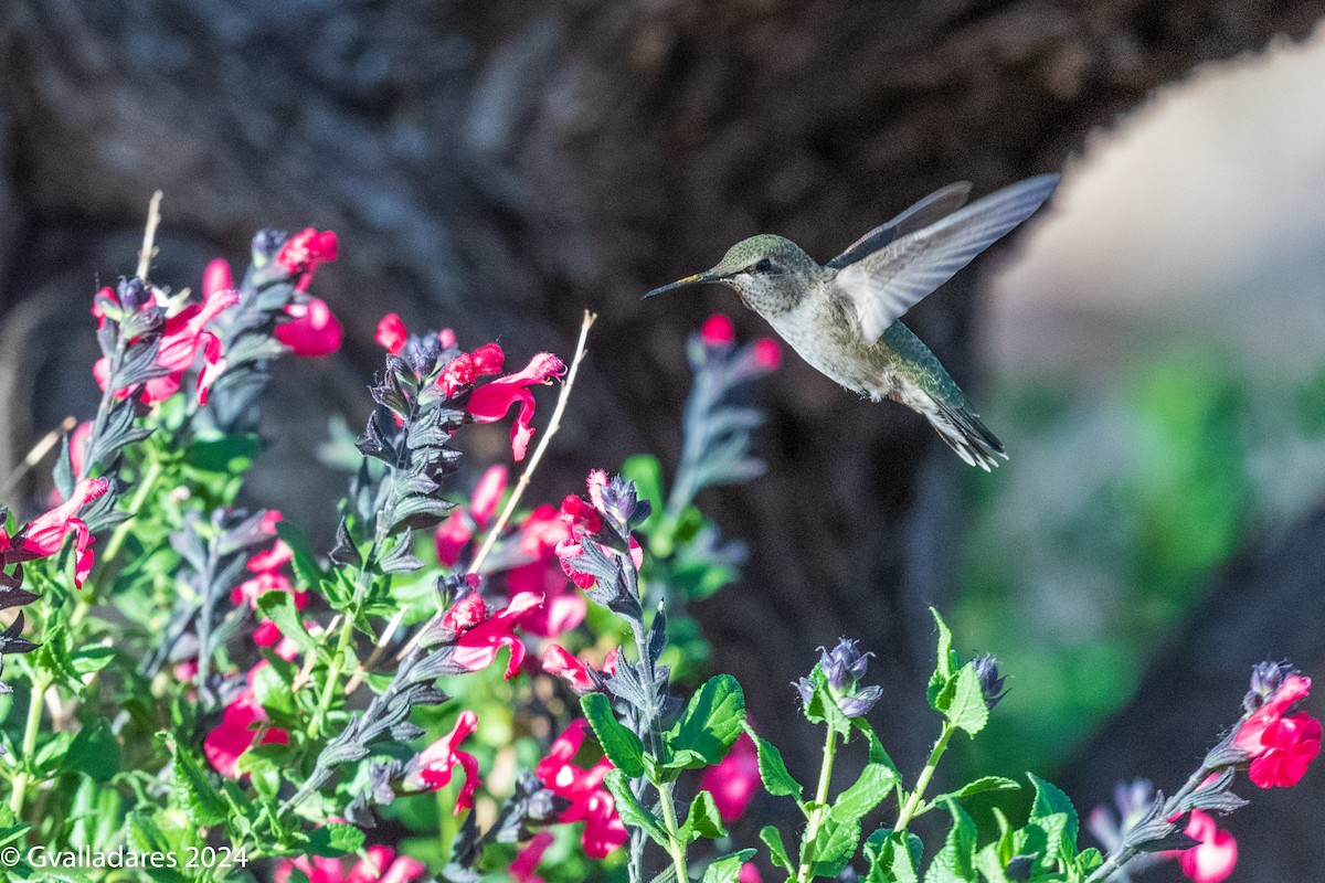 Black-chinned Hummingbird - George Valladares