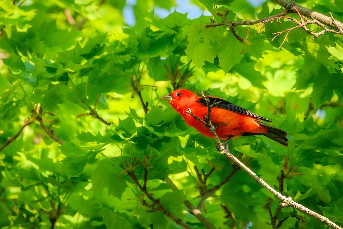Scarlet Tanager - ML618306355