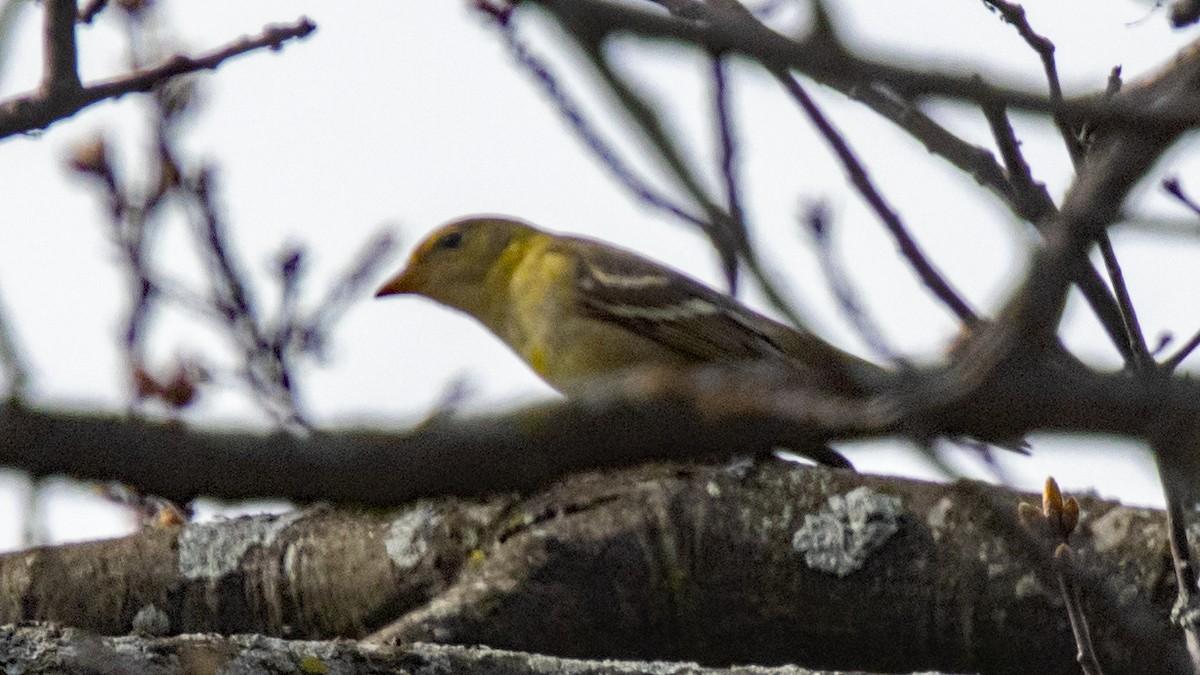 Western Tanager - ML618306392