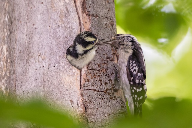 Photos - Downy Woodpecker - Dryobates pubescens - Birds of the World