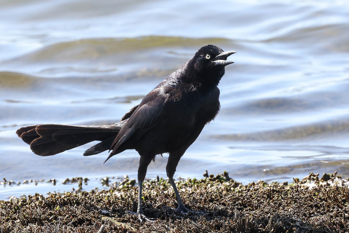 Great-tailed Grackle - ML618306416