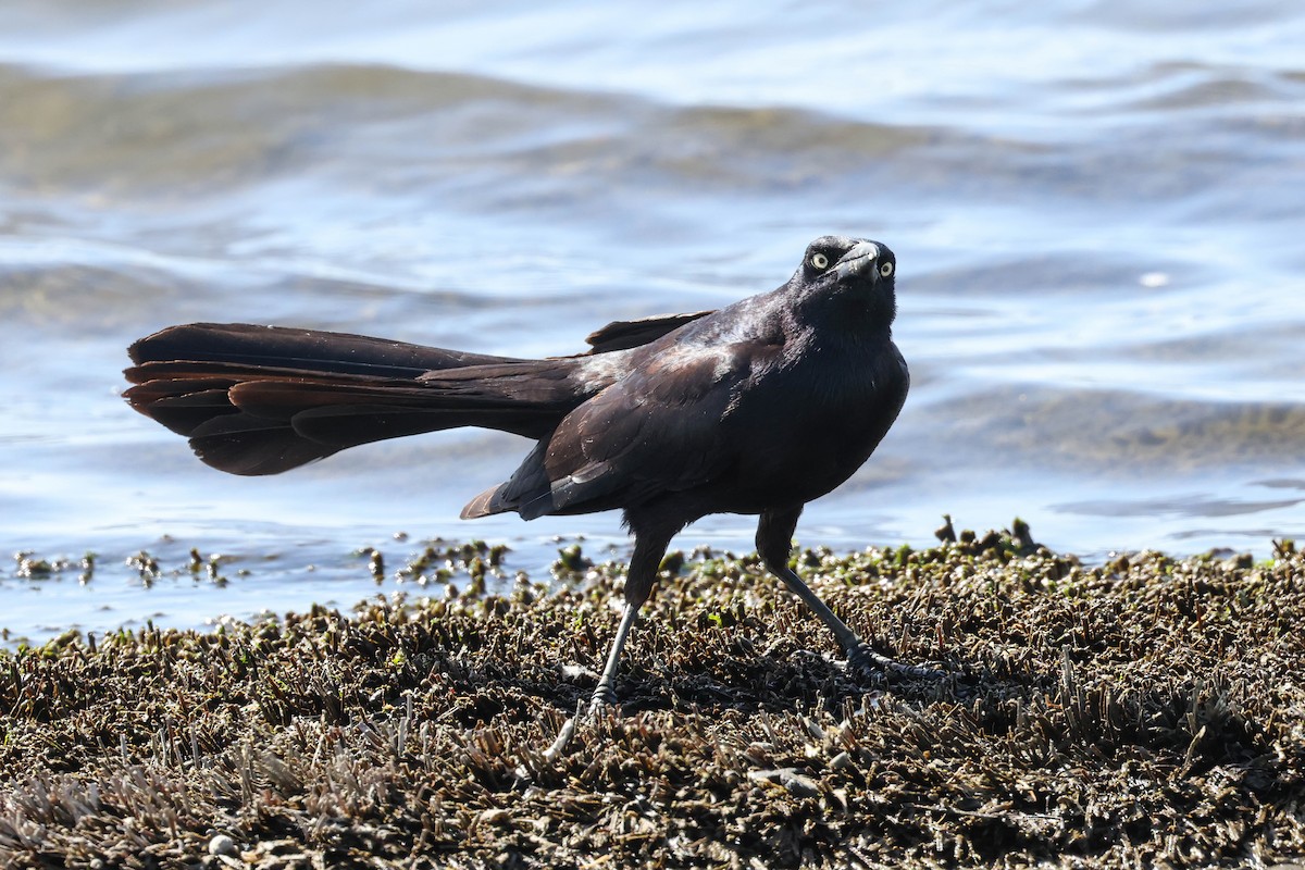 Great-tailed Grackle - ML618306421