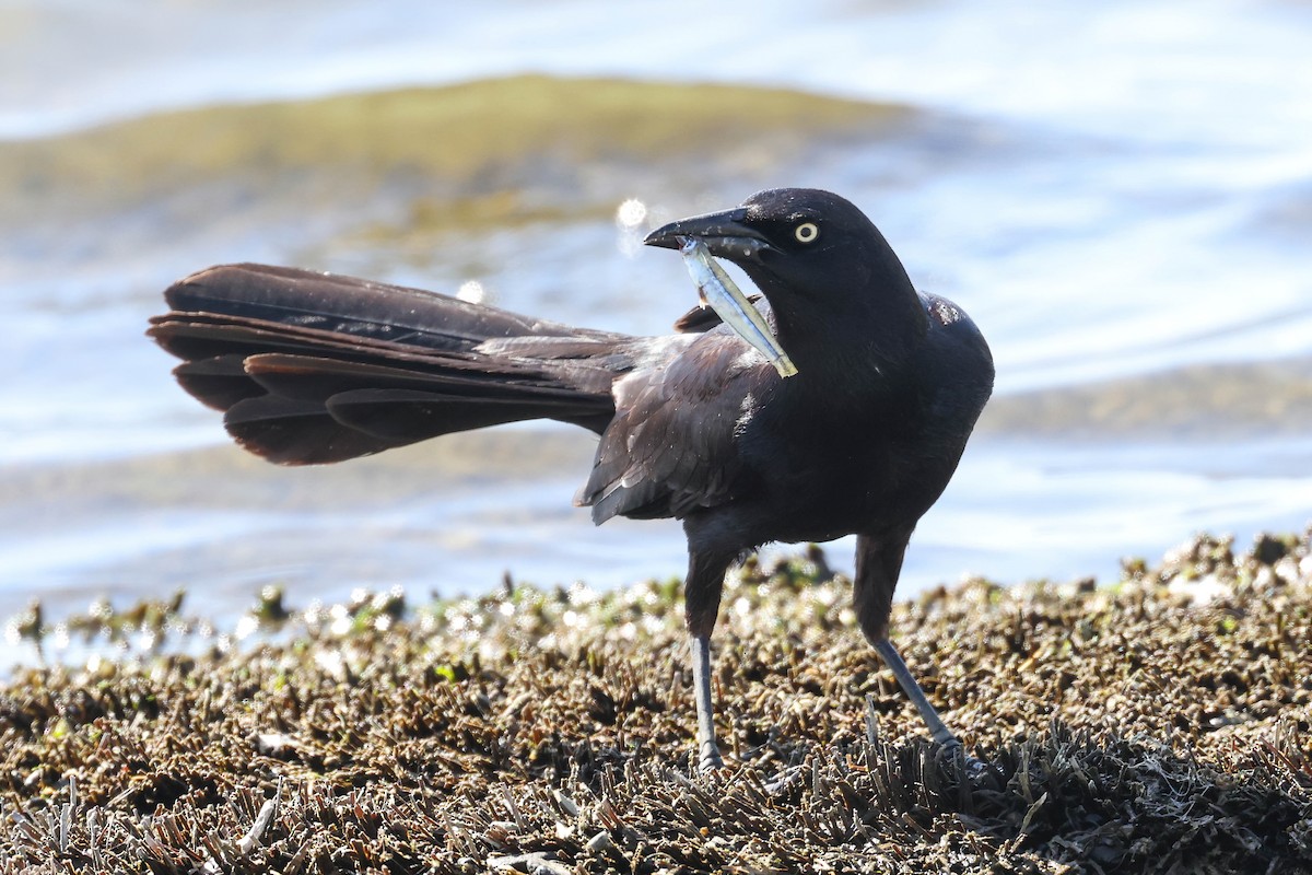 Great-tailed Grackle - ML618306423