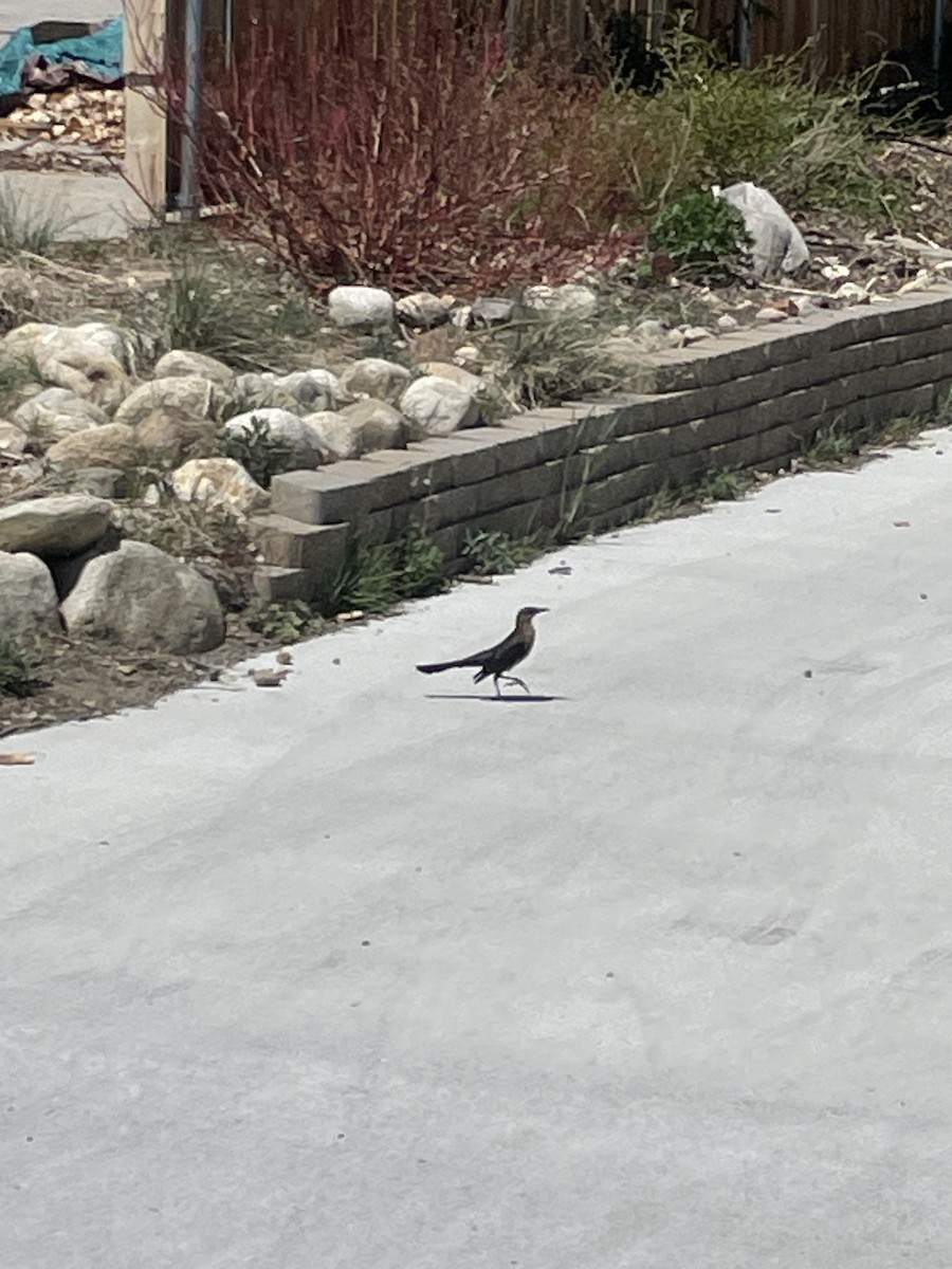 Great-tailed Grackle - ML618306430