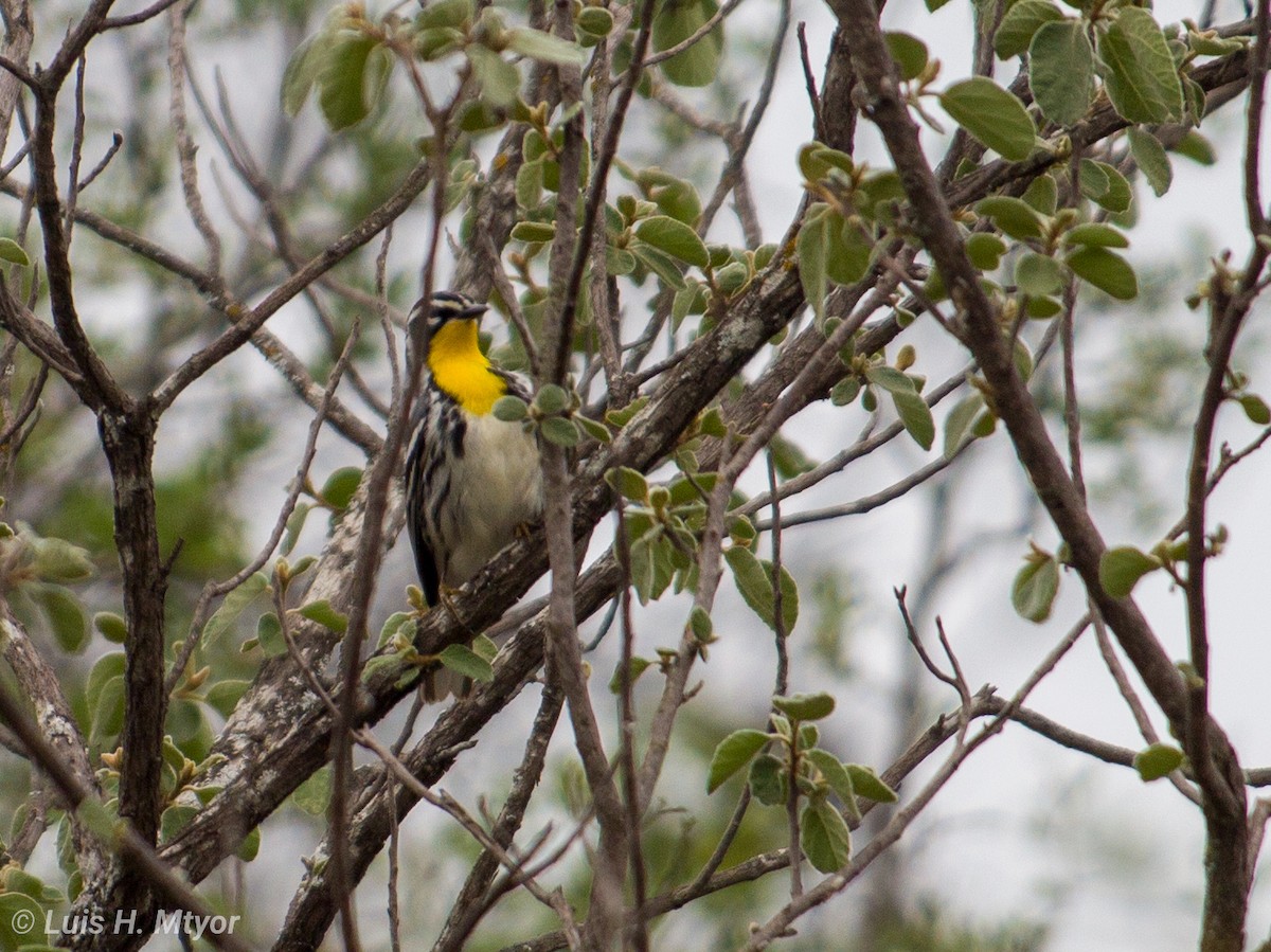 Yellow-throated Warbler - ML618306433