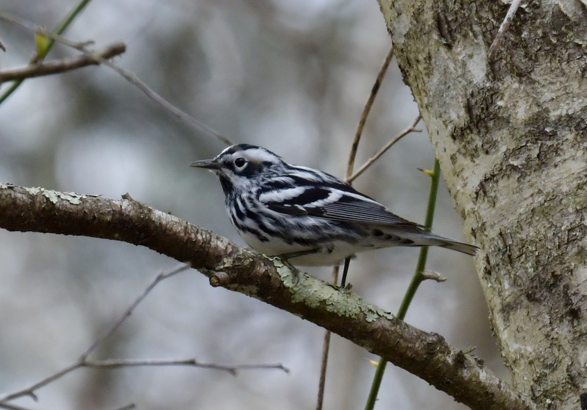 Black-and-white Warbler - ML618306441