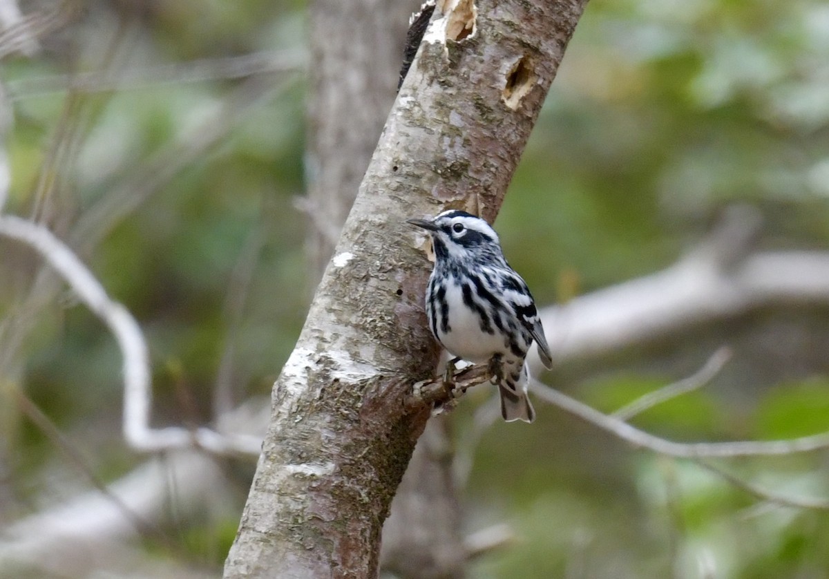 Black-and-white Warbler - ML618306442