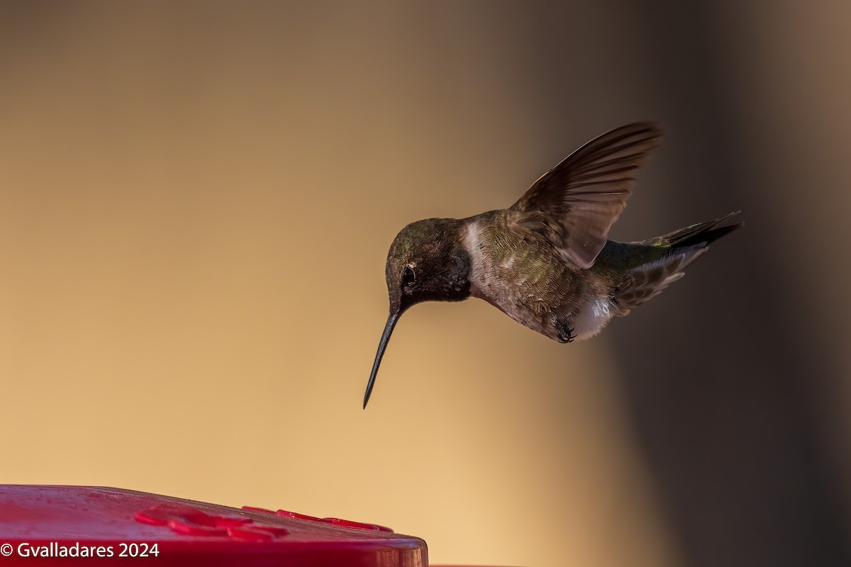 Black-chinned Hummingbird - ML618306498