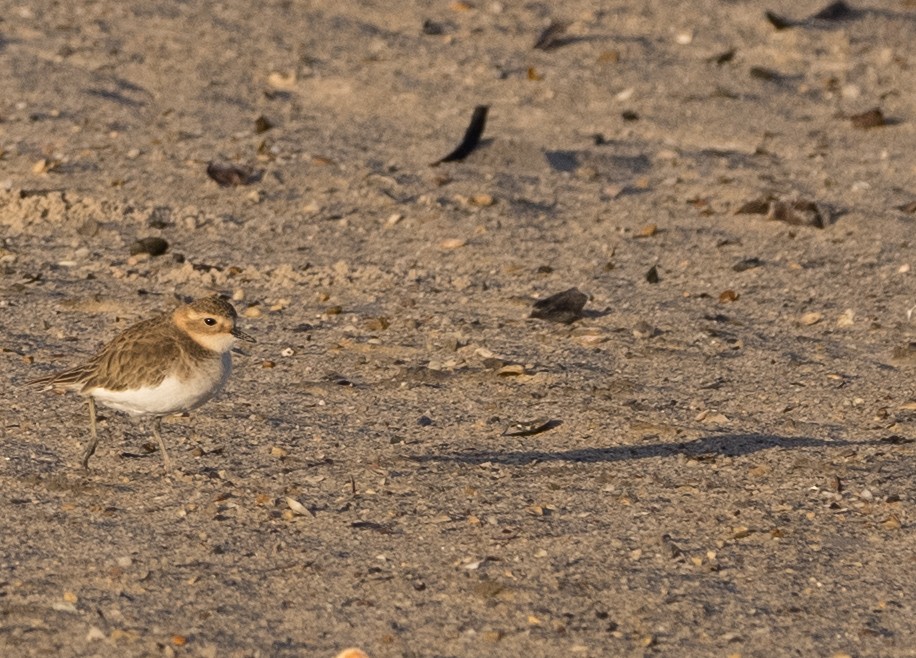 Double-banded Plover - Chris Barnes