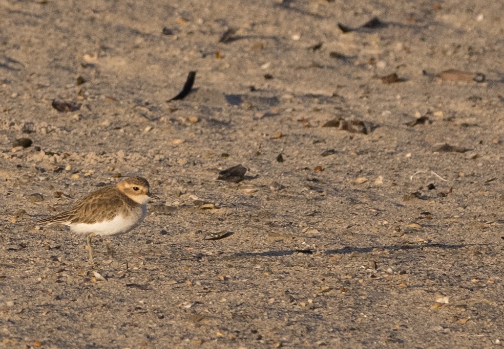 Double-banded Plover - ML618306504