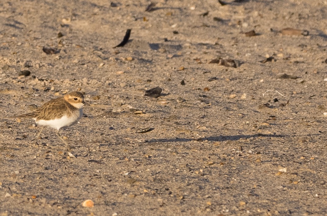 Double-banded Plover - ML618306505