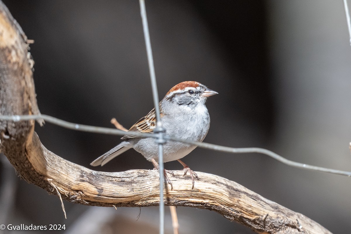 Chipping Sparrow - ML618306521