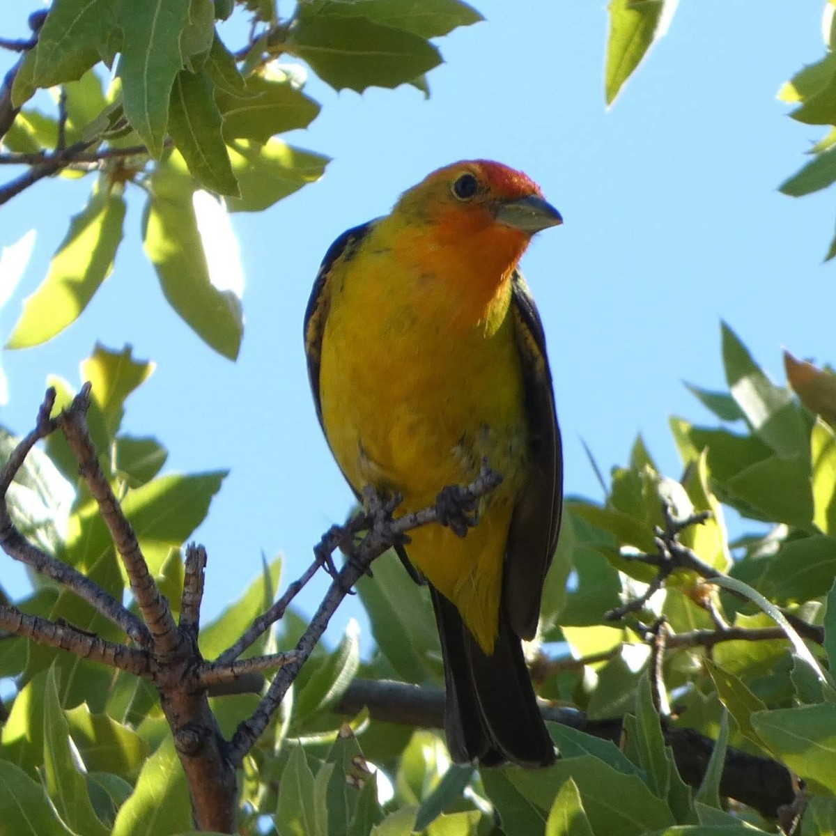 Western Tanager - ML618306531