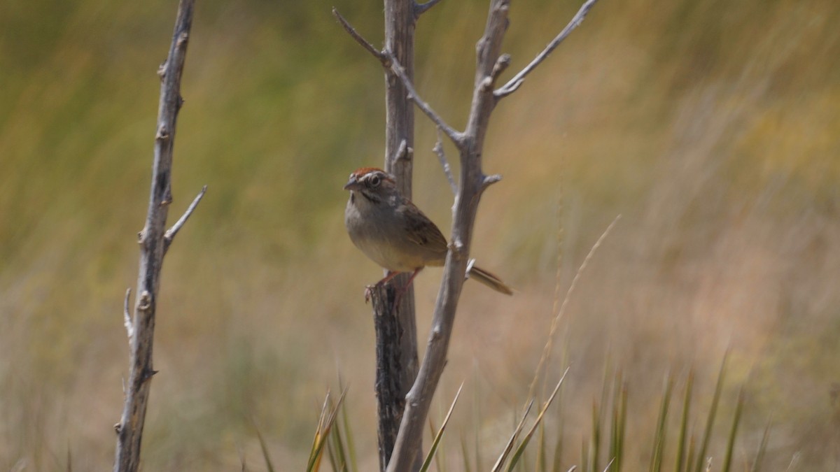 Rufous-crowned Sparrow - ML618306547