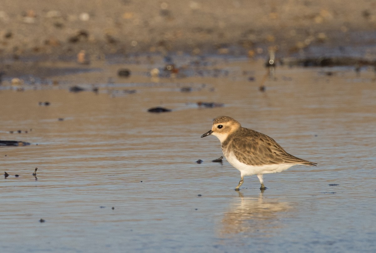 Double-banded Plover - ML618306554