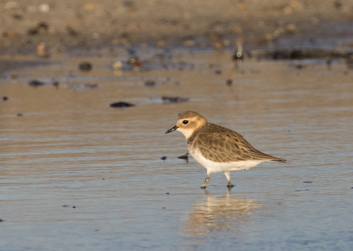 Double-banded Plover - ML618306555
