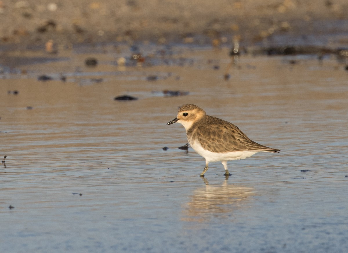 Double-banded Plover - Chris Barnes