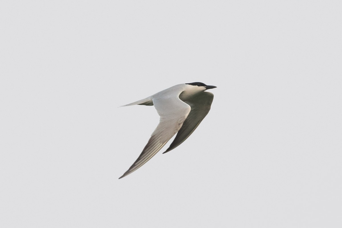 Gull-billed Tern - ML618306570