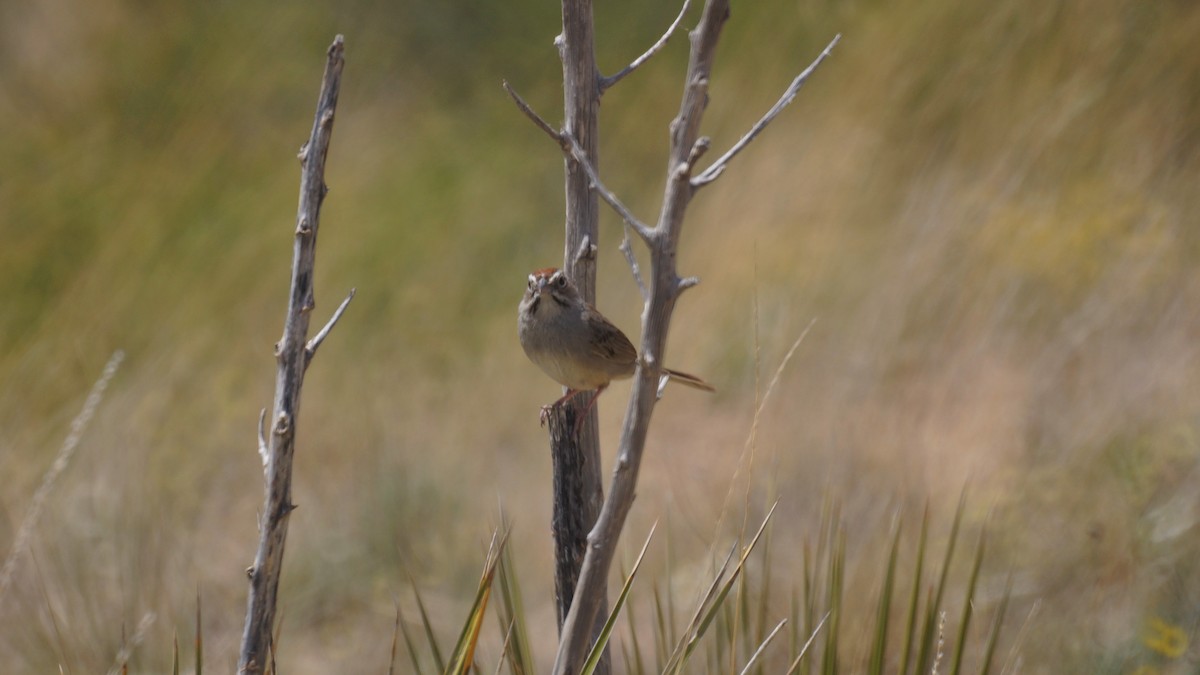 Rufous-crowned Sparrow - ML618306594