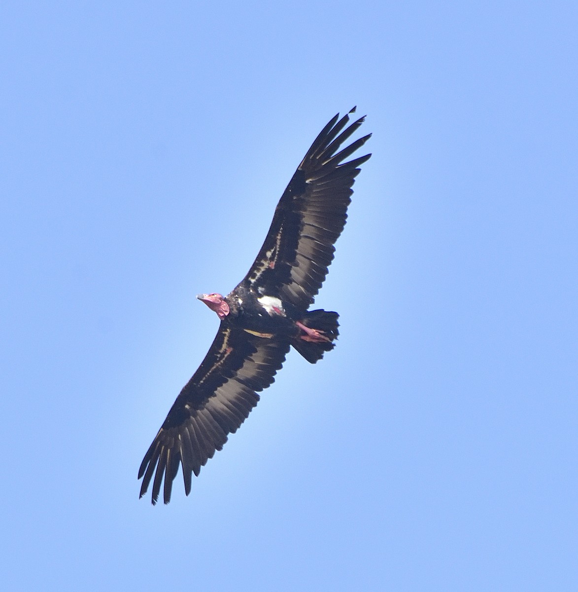 Red-headed Vulture - ML618306599